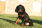 SETTER GORDON 018